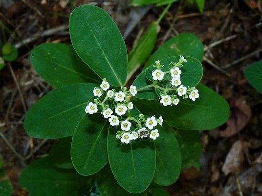{Euphorbia corollata}